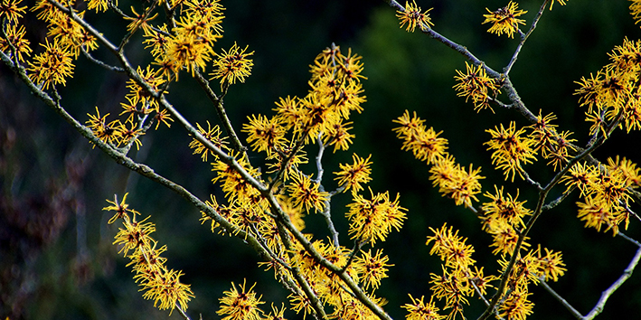 Hamamelis o que e